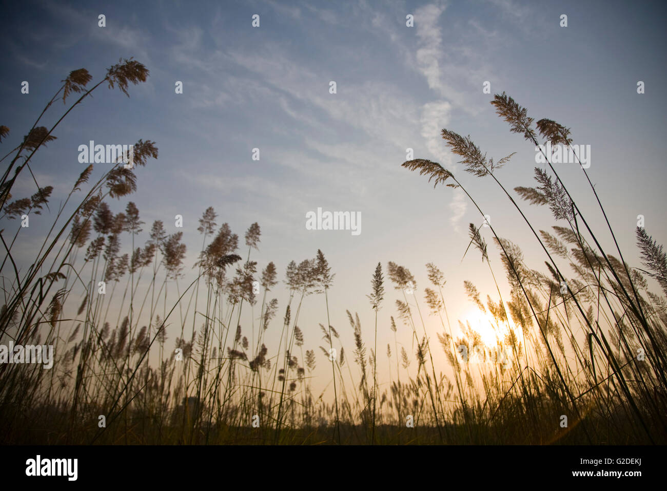 Field of Pampas Grass at Sunrise Stock Photo