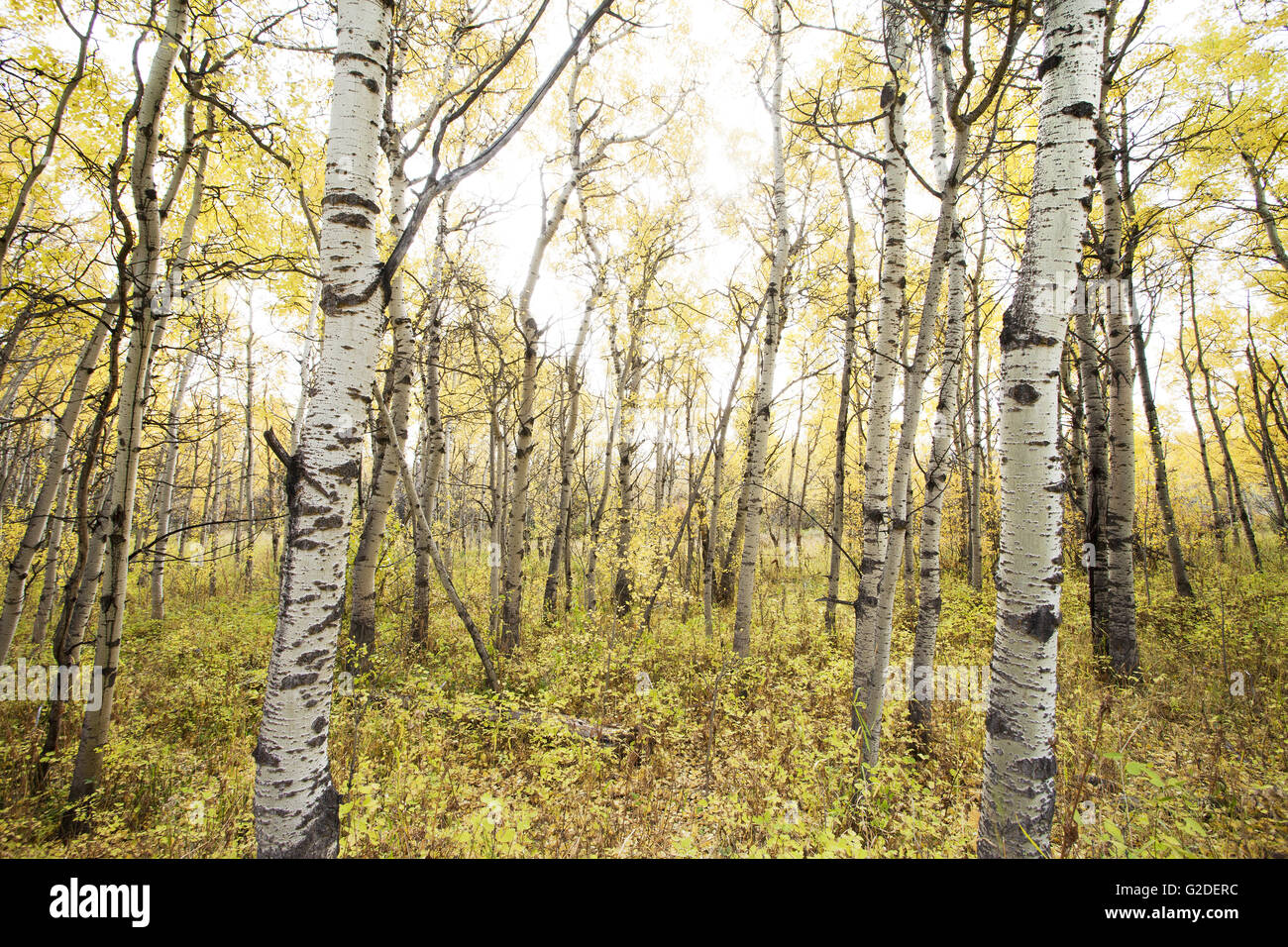Forest of Birch Trees With Golden Autumn Leaves, Montana, USA Stock