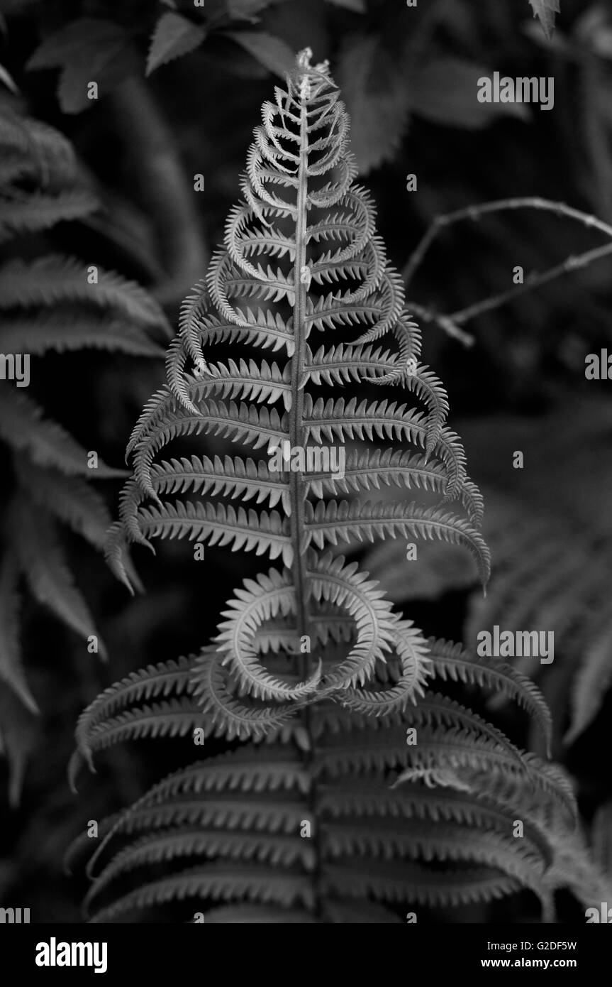 Tree fern in nature hi-res stock photography and images - Alamy