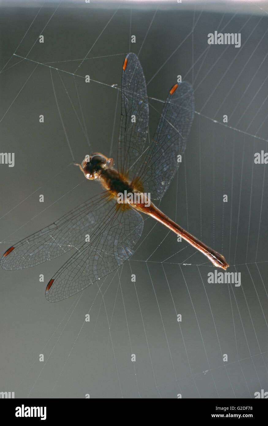 Dragonfly Caught in Spider  Stock Photo Alamy