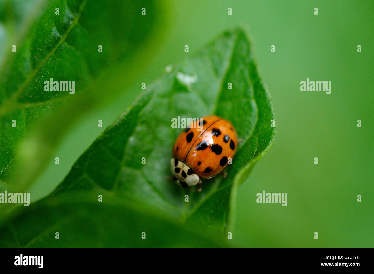 Multicolored asian lady beetle hi-res stock photography and images - Alamy