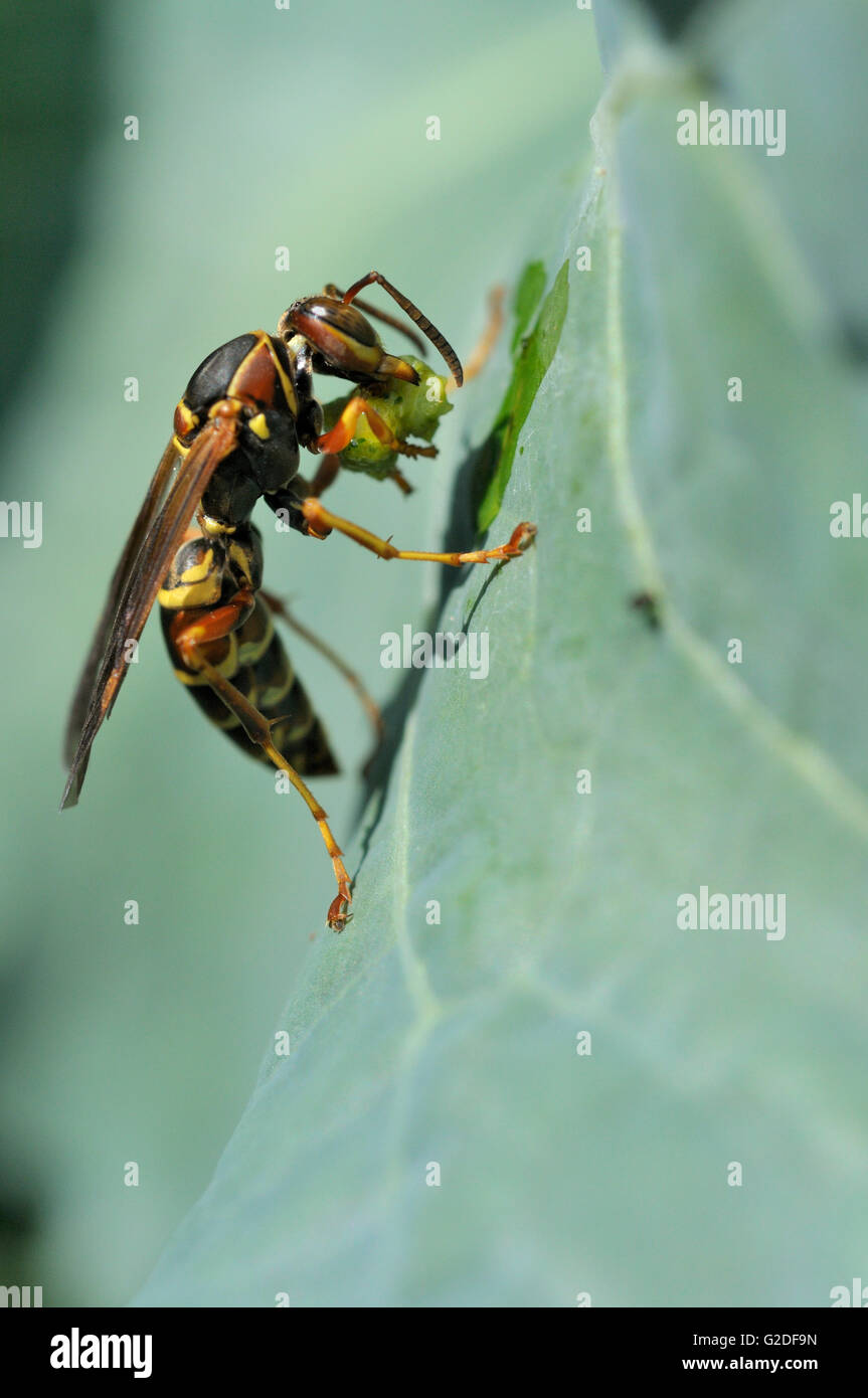 Paper Wasp Eating Cabbage Worm Stock Photo Alamy