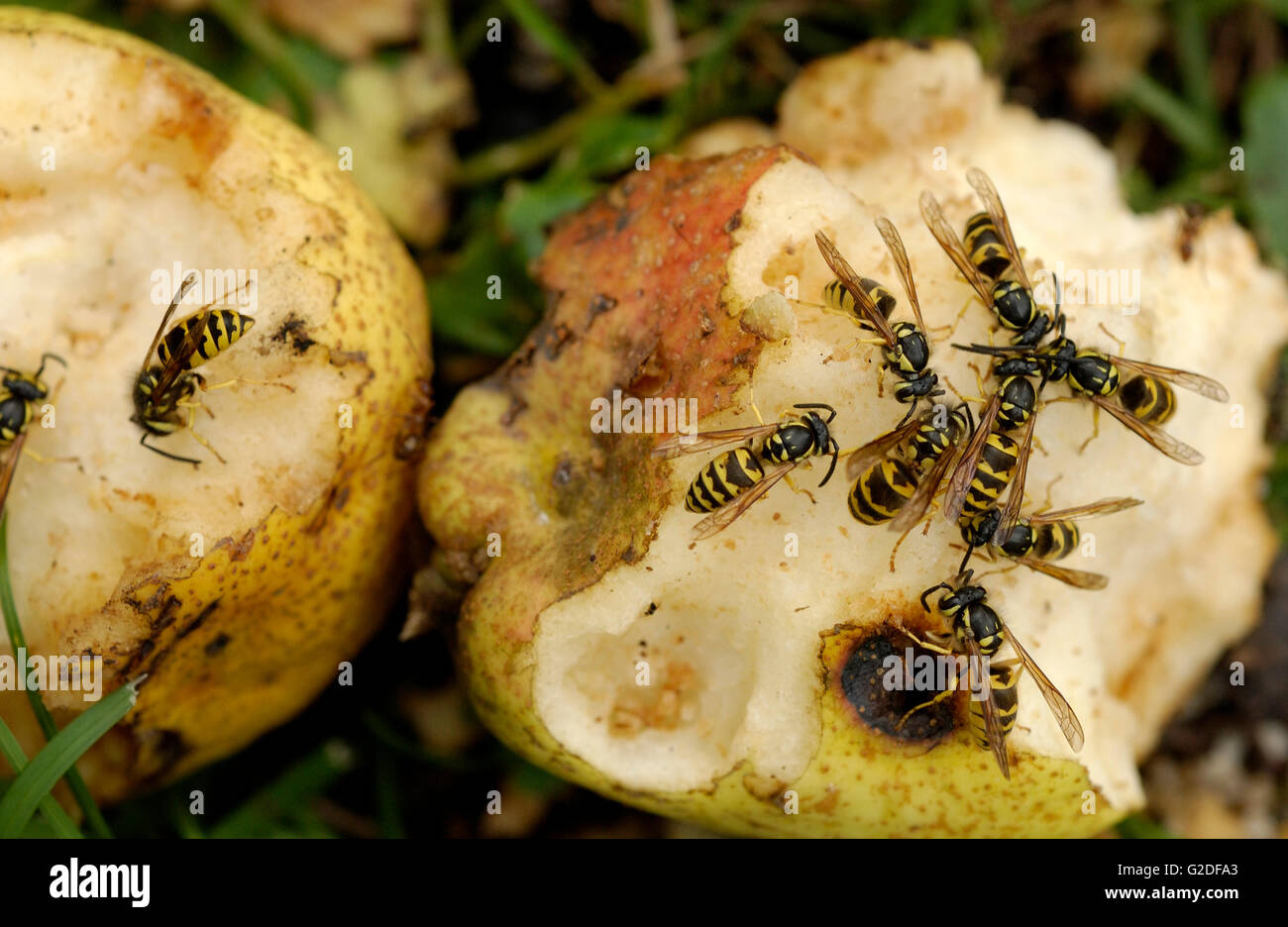 Eastern Yellow Jacket Wasps on Decaying Pears Stock Photo Alamy