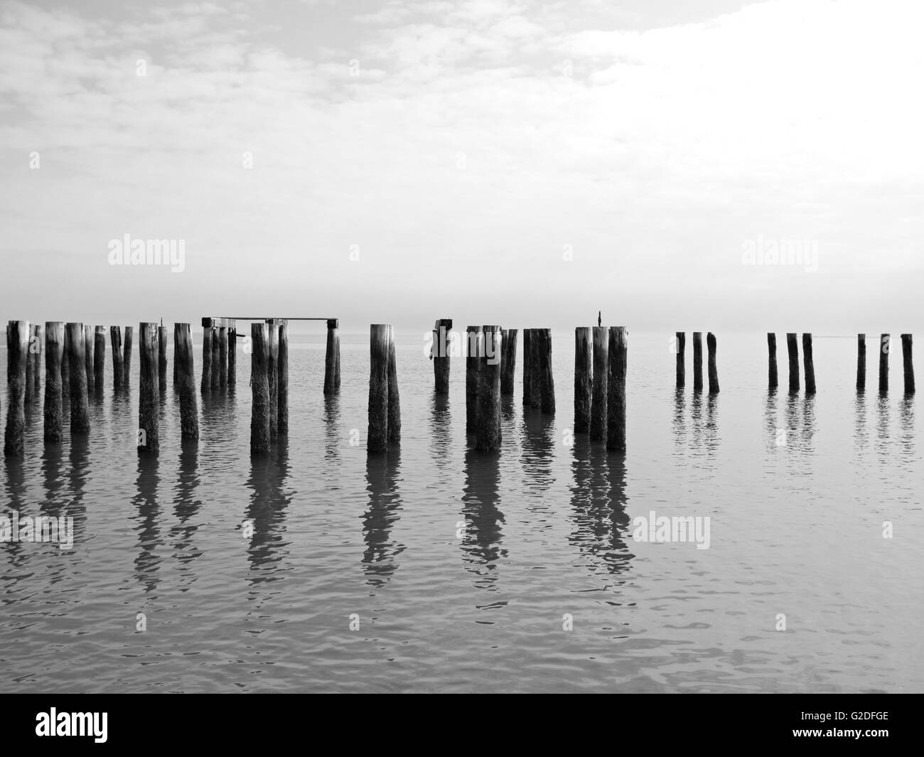 Old Wood Pilings in Water Stock Photo