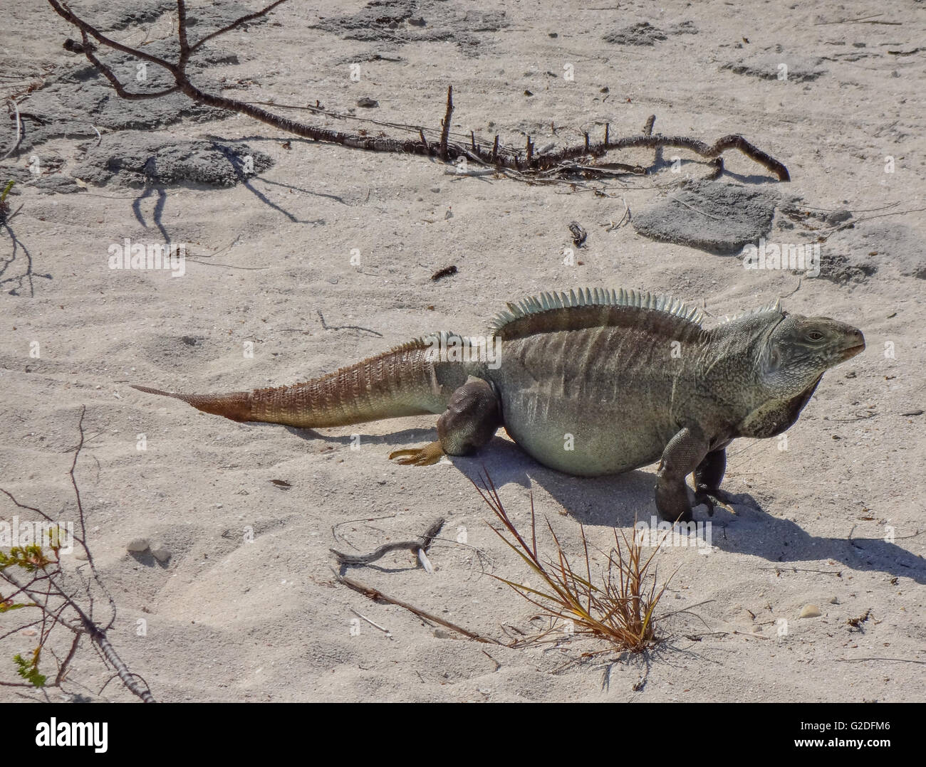 iguana standing on a sunny beach among dried wood and plants Stock Photo