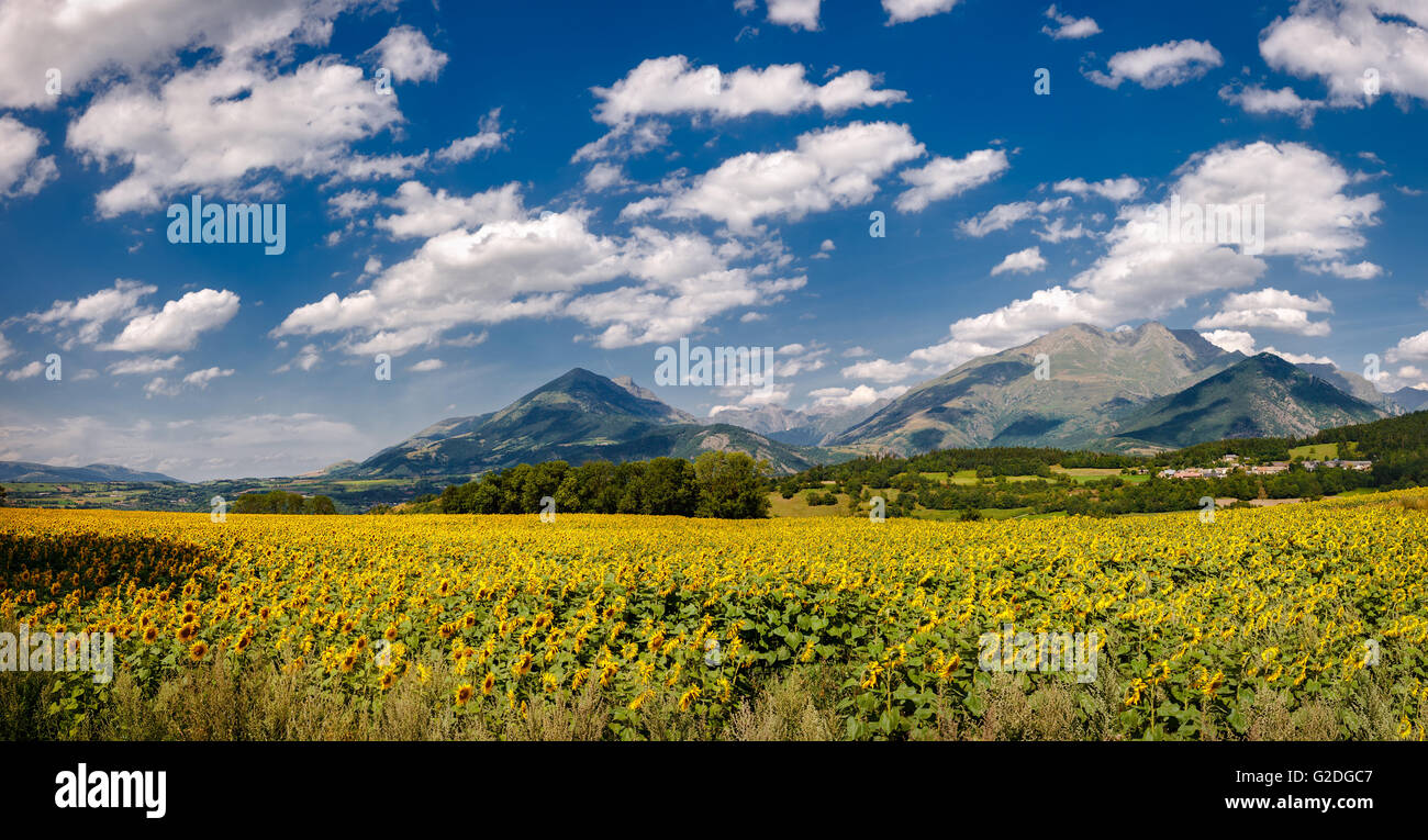 Sunflower field, summer clouds and blue sky with Les Miards village and the Tabor mountain. Route Napoleon, Alps, Isere, France Stock Photo