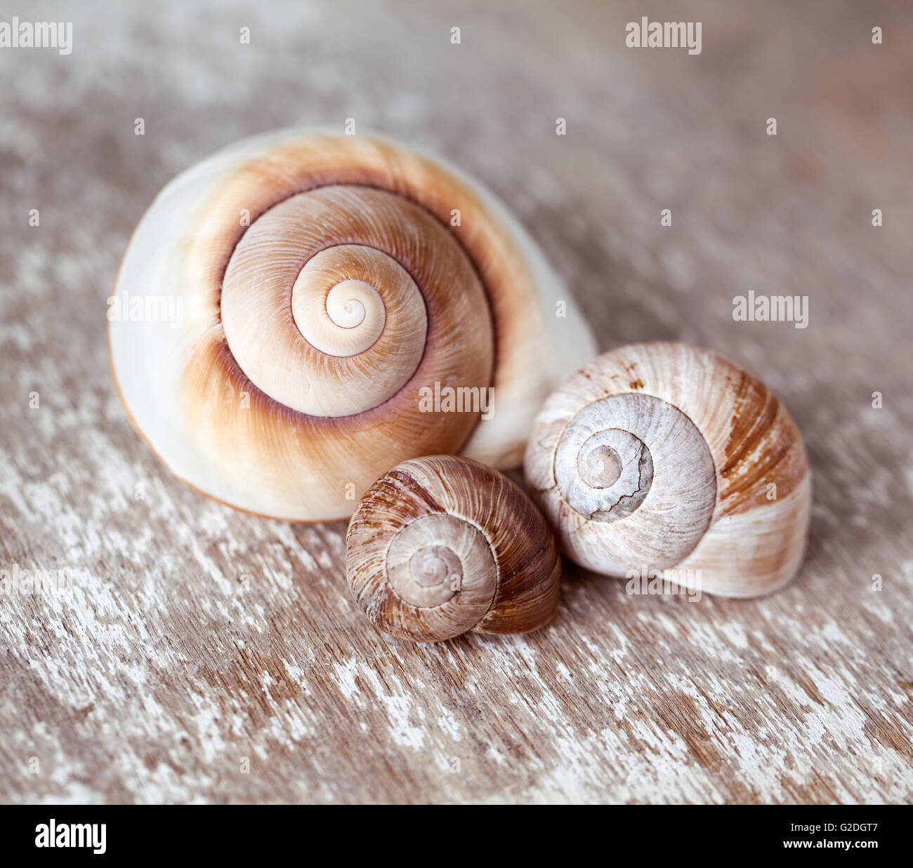 Brown snail shells in deifferent sizes and empty Stock Photo