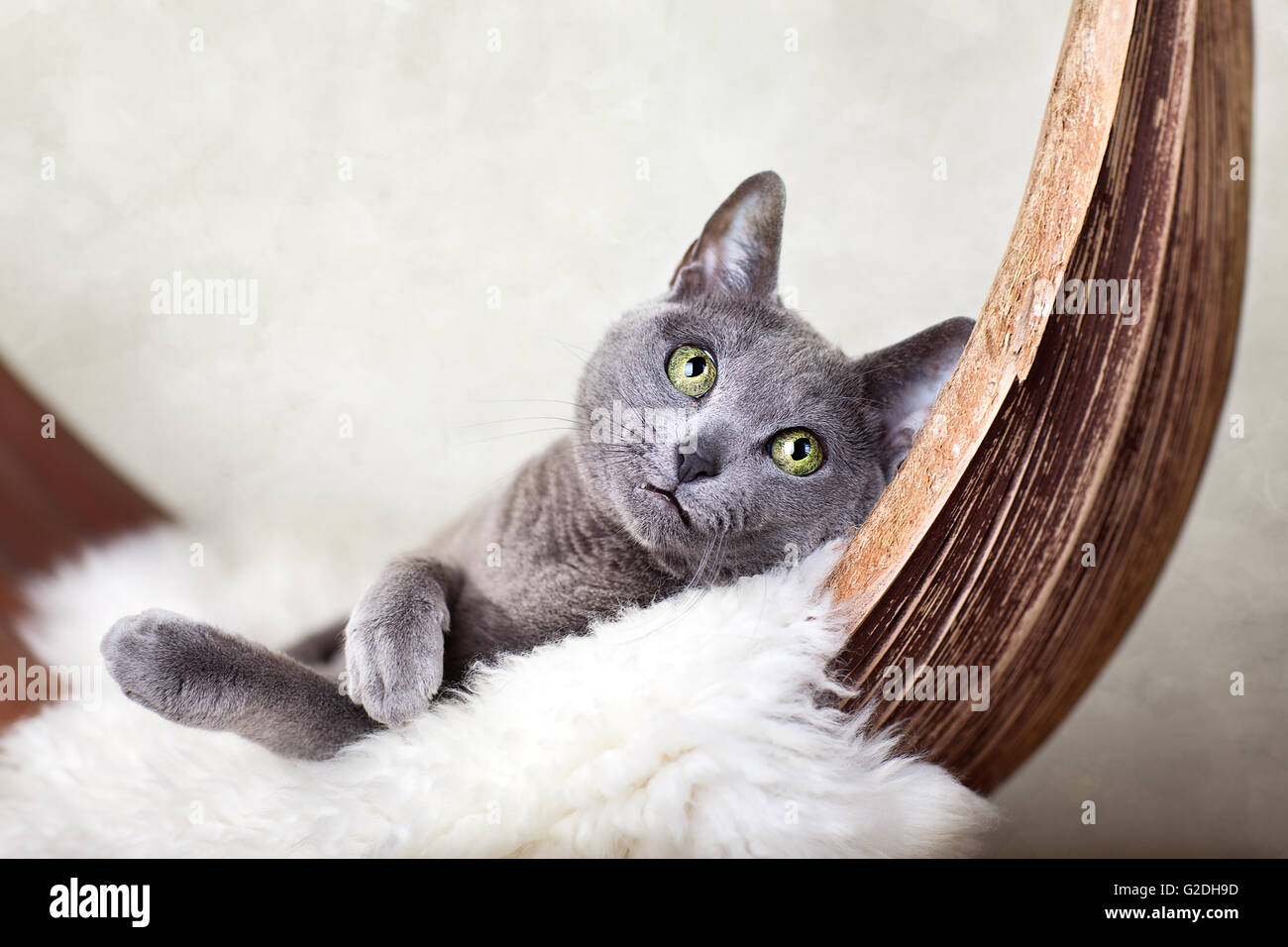 Beautiful Russian Blue Cat relaxing on Palm Leaf Stock Photo