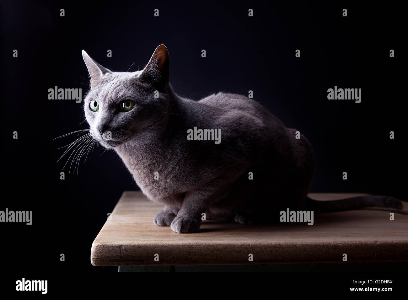 Studio Portrait of a beautiful Russian Blue Cat against Black ...