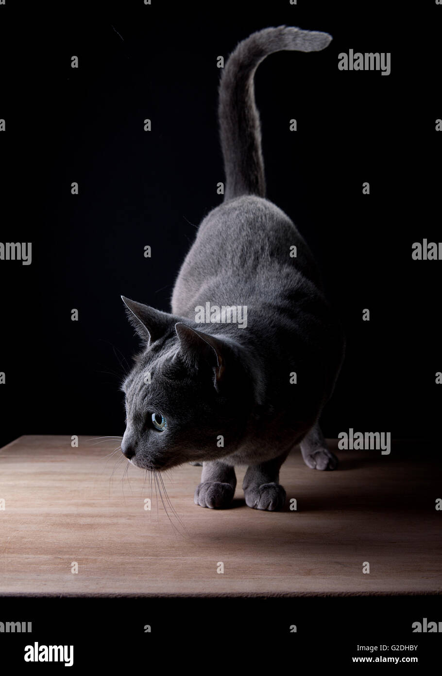 Studio Portrait of a beautiful Russian Blue Cat against Black ...