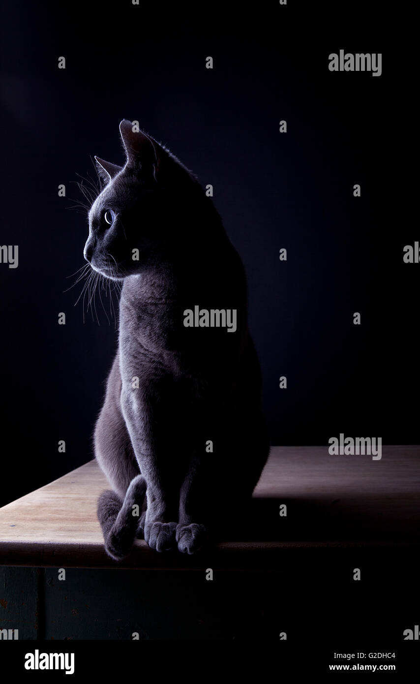 Studio Portrait of a beautiful Russian Blue Cat against Black ...