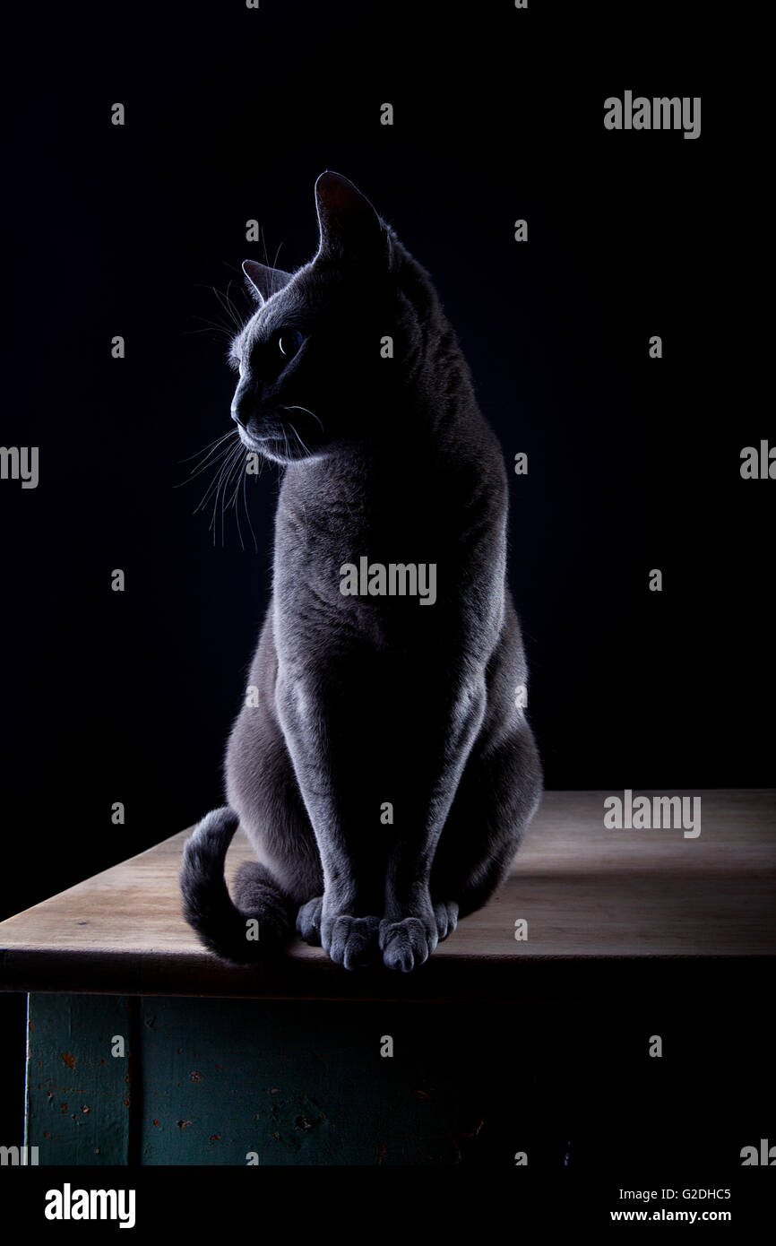 Studio Portrait of a beautiful Russian Blue Cat against Black ...
