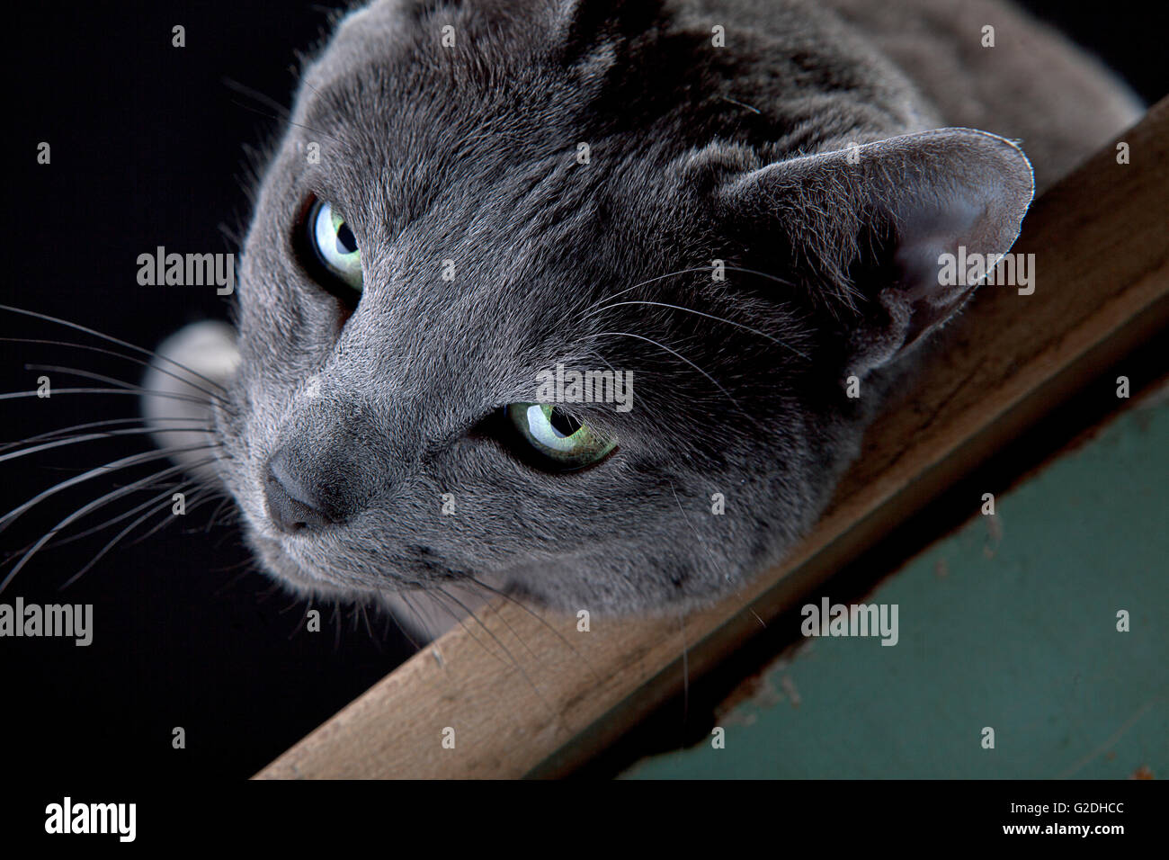 Studio Portrait of a beautiful Russian Blue Cat against Black ...