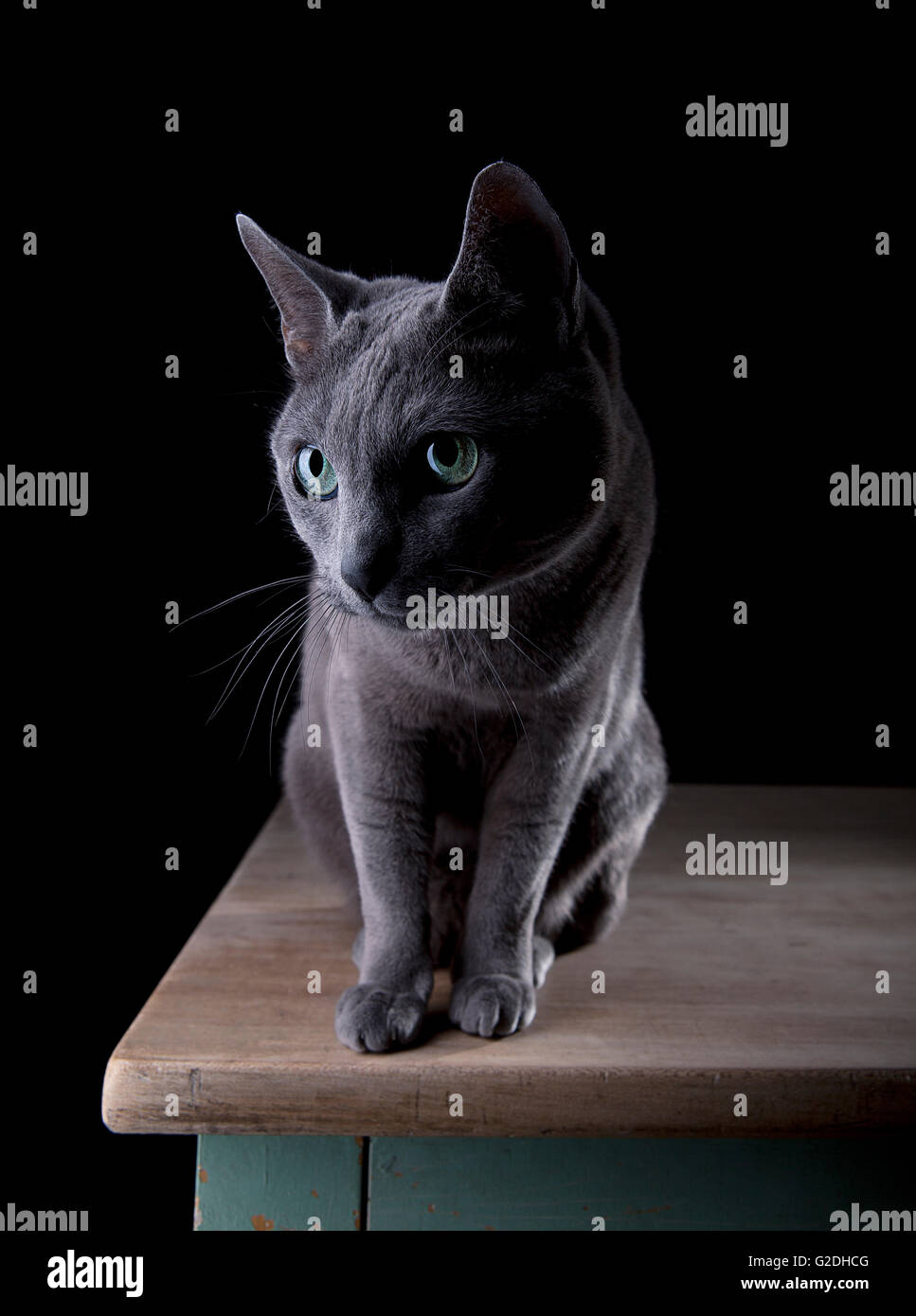 Studio Portrait of a beautiful Russian Blue Cat against Black ...