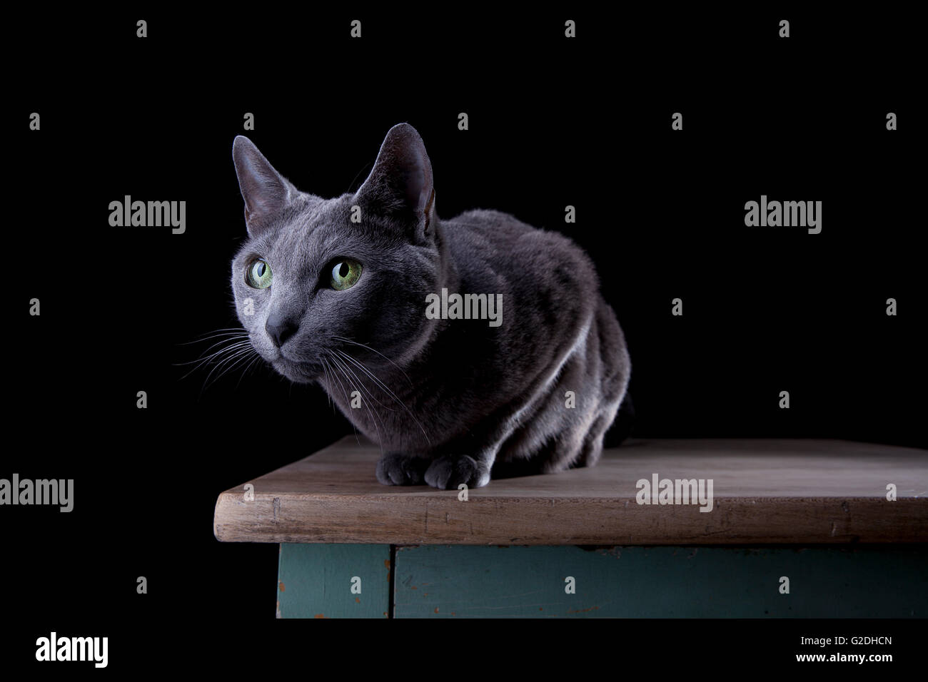 Studio Portrait of a beautiful Russian Blue Cat against Black ...