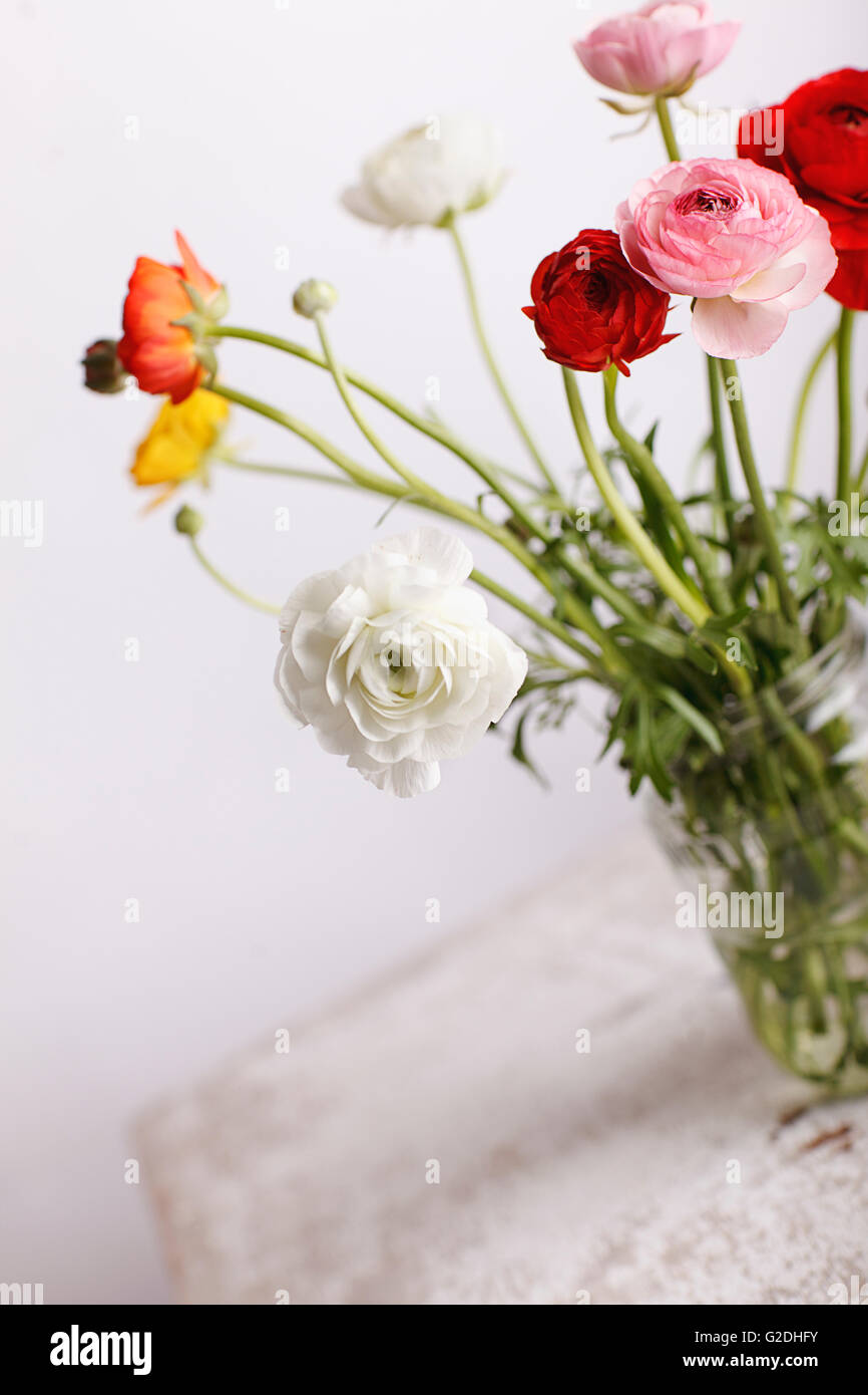 Studio Still Life with beautiful Persian Buttercup Flowers Stock Photo