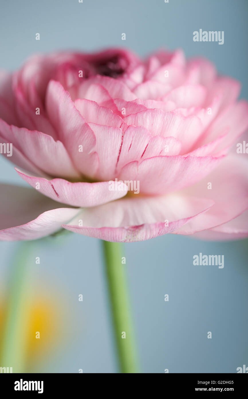 Studio Still Life with beautiful Persian Buttercup Flowers Stock Photo