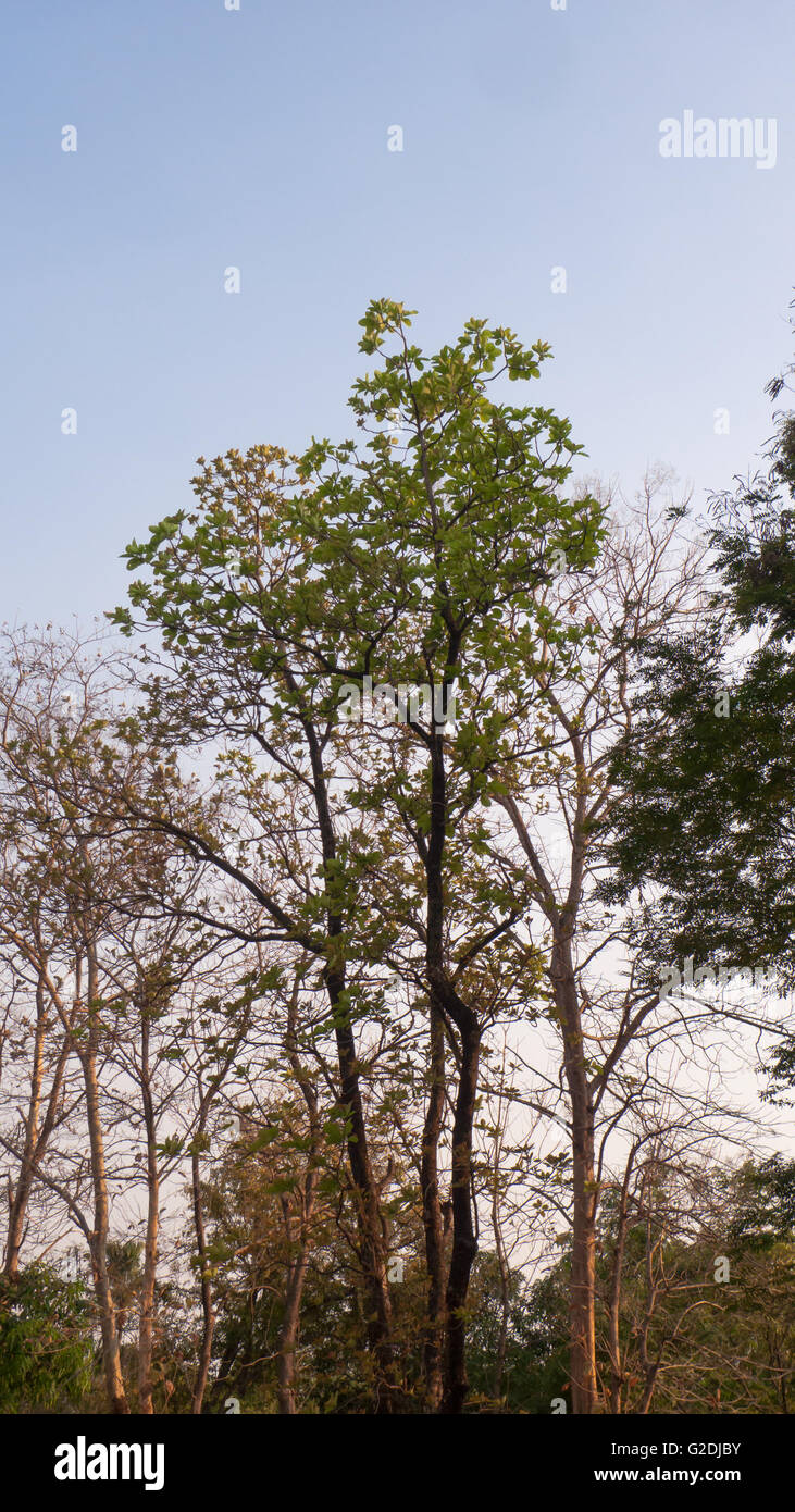 Teak tree hires stock photography and images Alamy