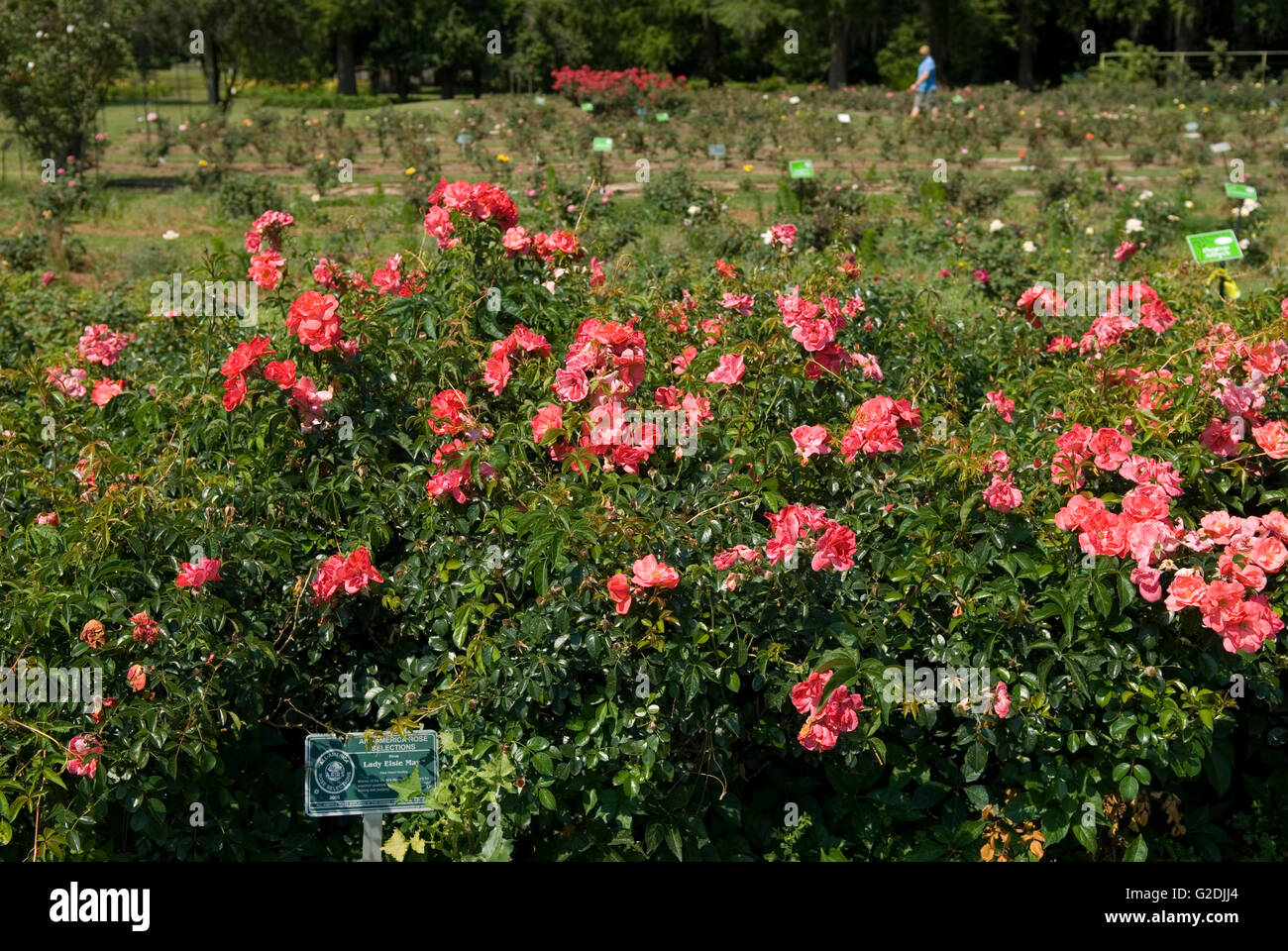 Edisto Memorial Rose Garden in Orangeburg South Carolina USA. Stock Photo