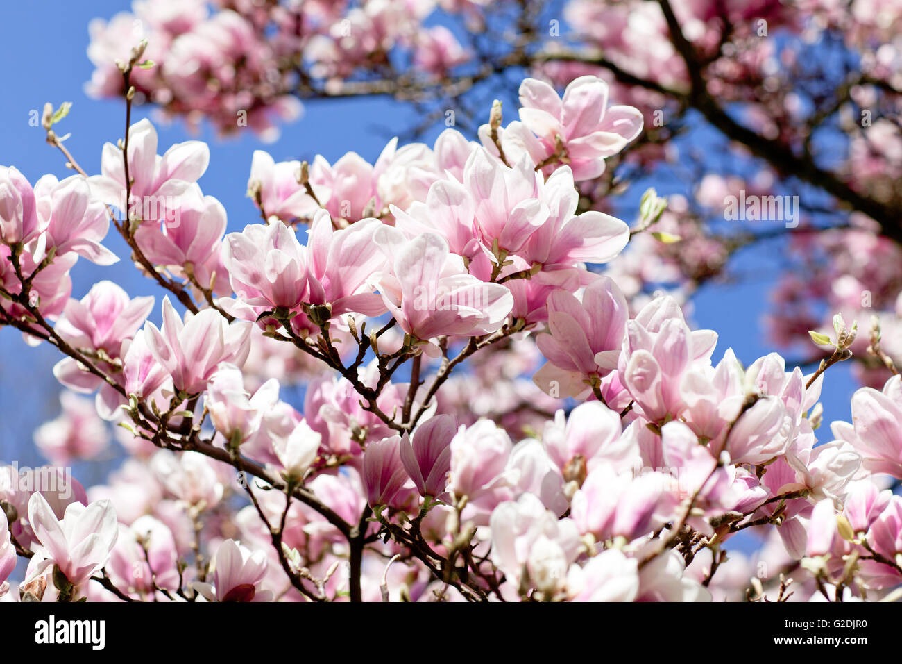 Flowering magnolia tree densely covered with beautiful fresh pink ...