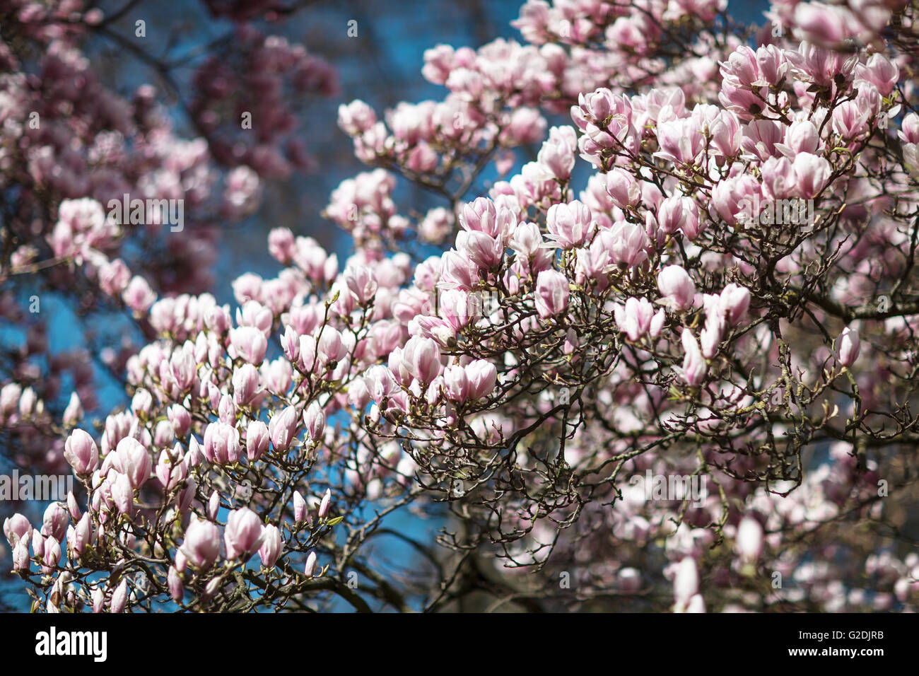 Flowering magnolia tree densely covered with beautiful fresh pink ...