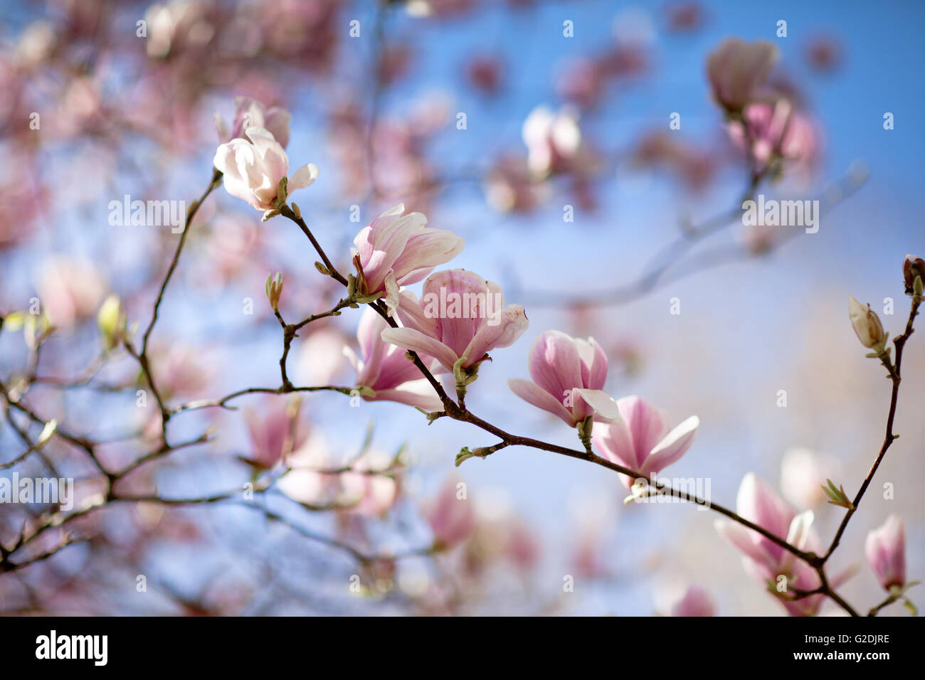 Flowering magnolia tree densely covered with beautiful fresh pink ...