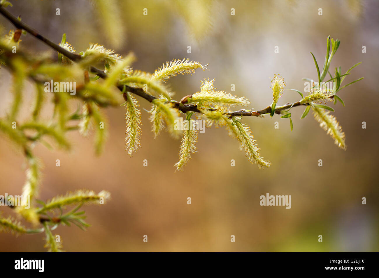 Unisexual Flowers High Resolution Stock Photography and Images Alamy