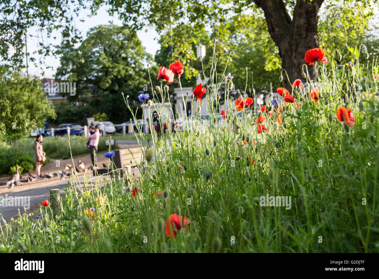 A family surrounded by an urban idyll of wildflowers in London, England