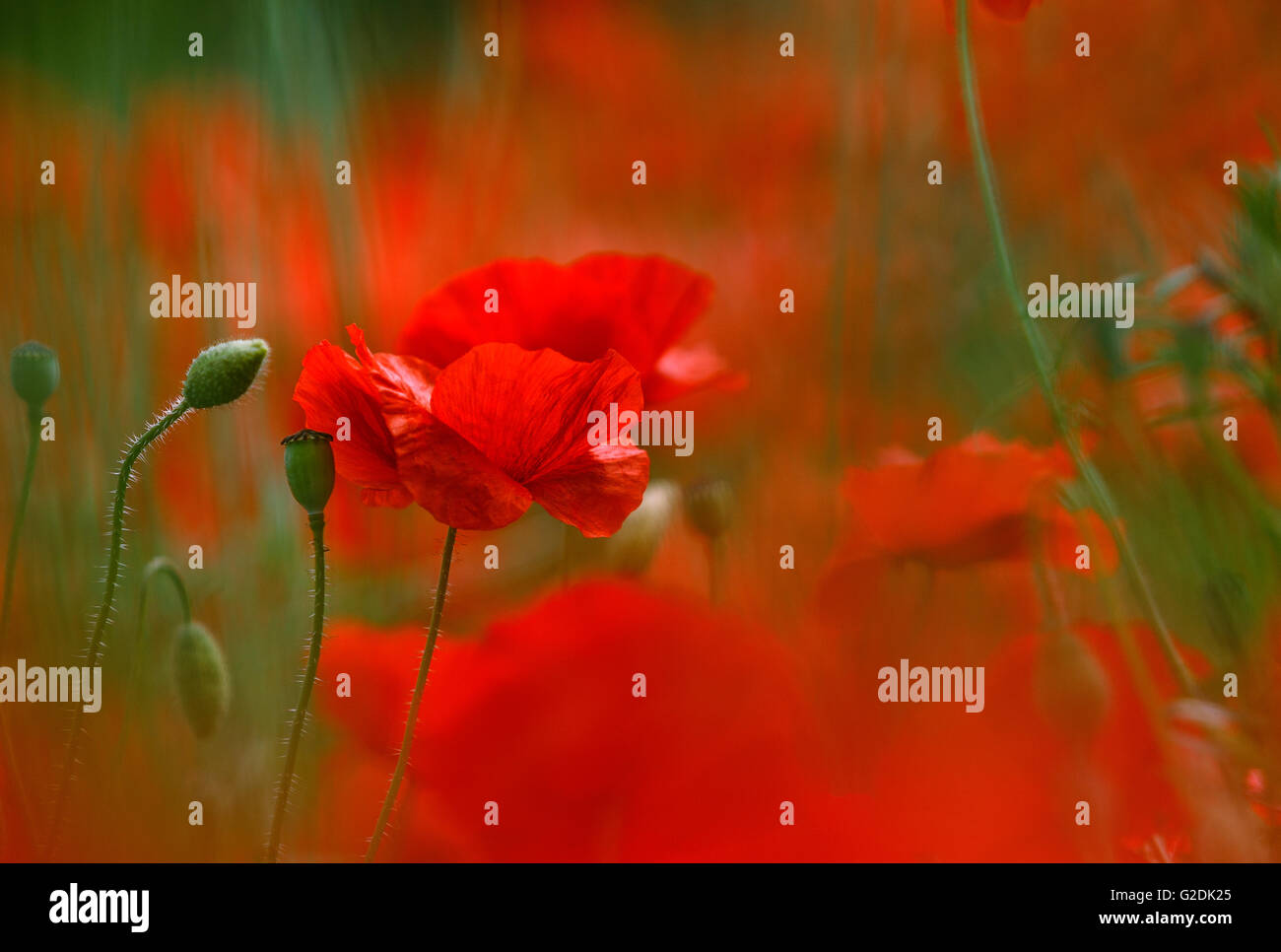 Field of bright red corn poppy flowers in spring Stock Photo - Alamy