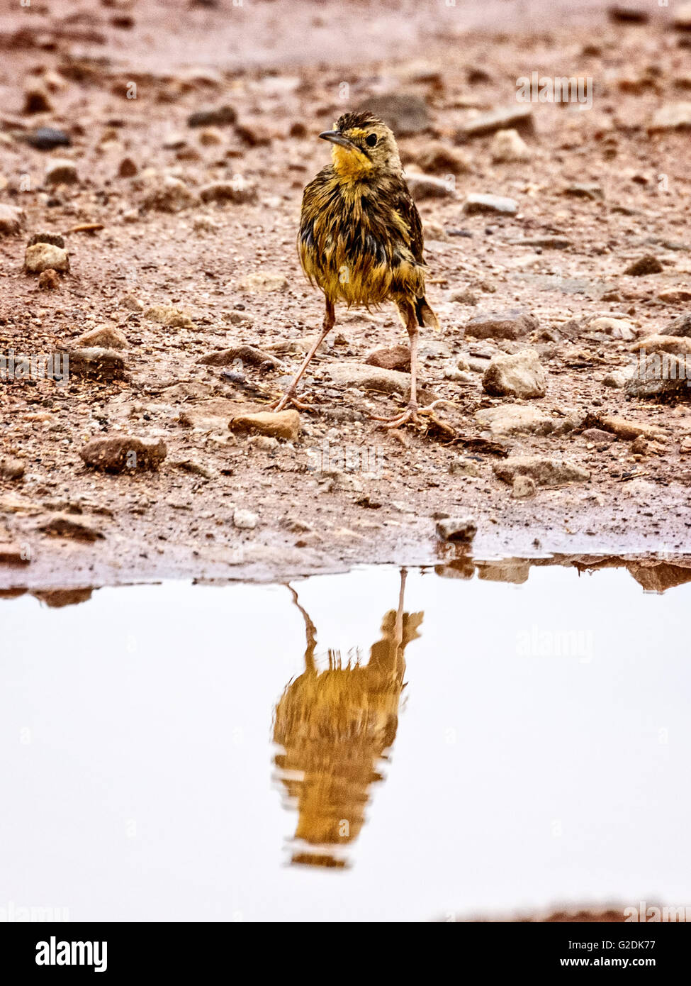 The Cape Longclaw (Macronyx capensis) Stock Photo