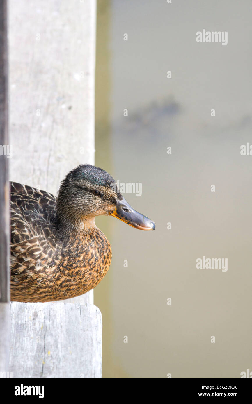 Female mallard (Anas platyrhynchos) resting on a dock Stock Photo