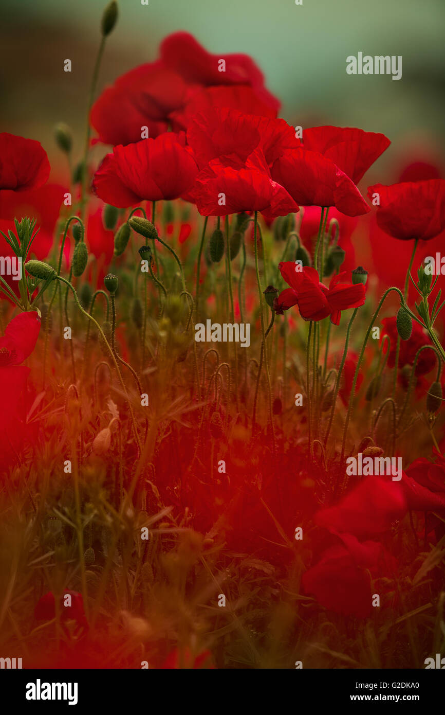 Field of bright red corn poppy flowers in spring Stock Photo - Alamy