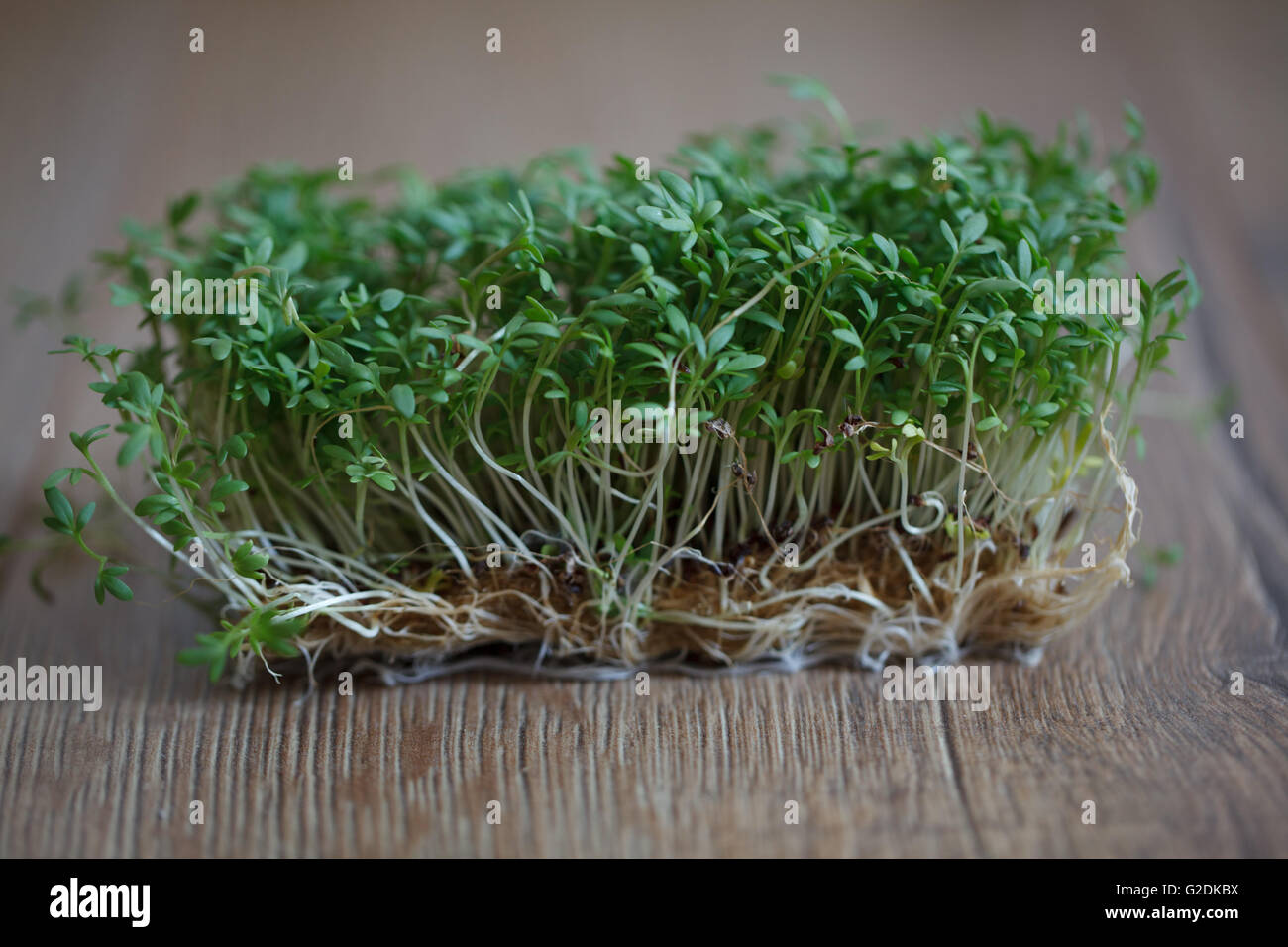 Frische Kresse - Sprossen bereit zur Zubereitung Stock Photo