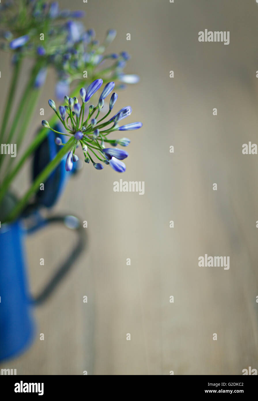 Stilleben mit blauen Zwiebelblüten in Retro - Kaffeekanne Stock Photo