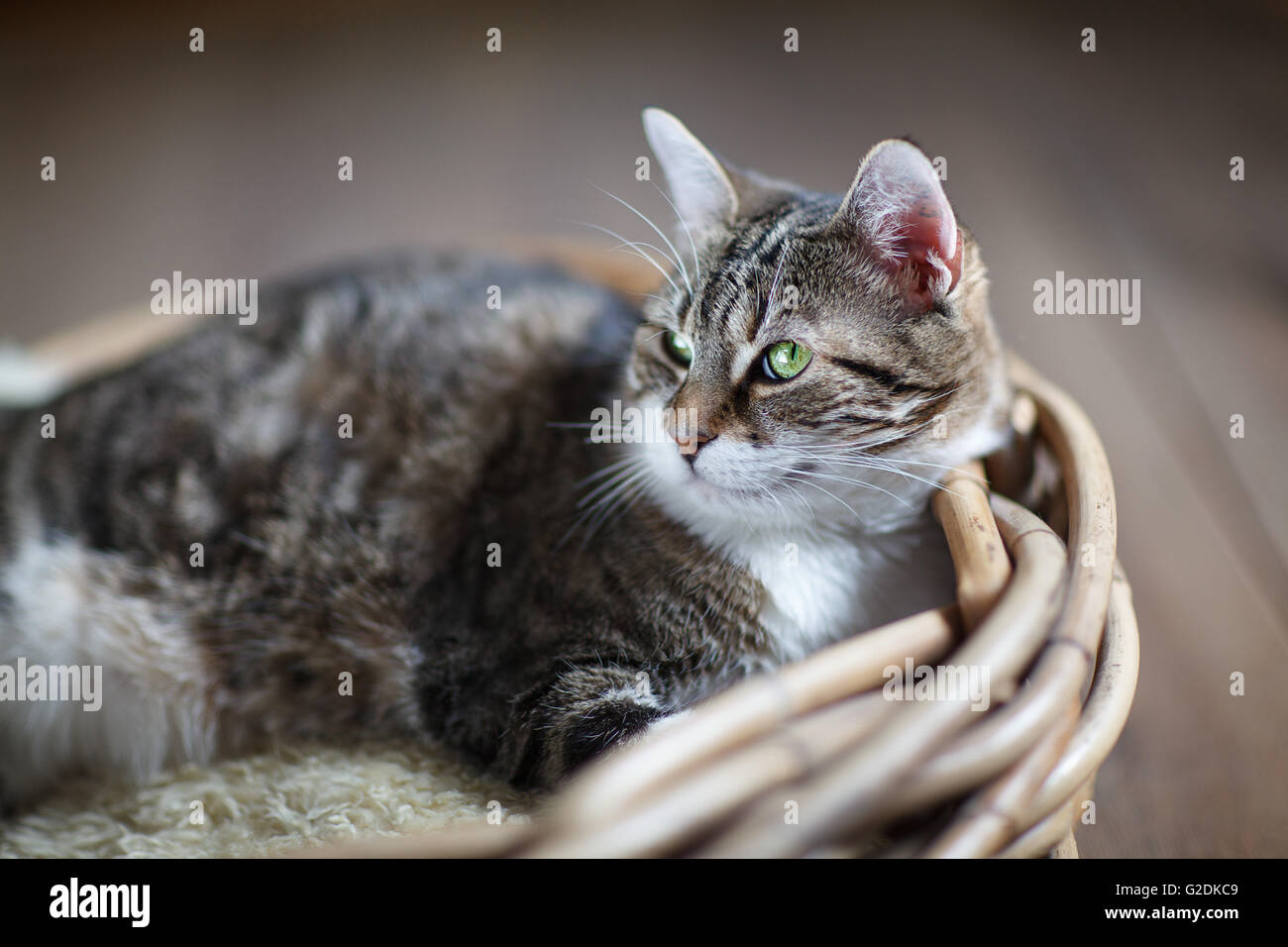 Cat in Wicker Basket Stock Photo Alamy