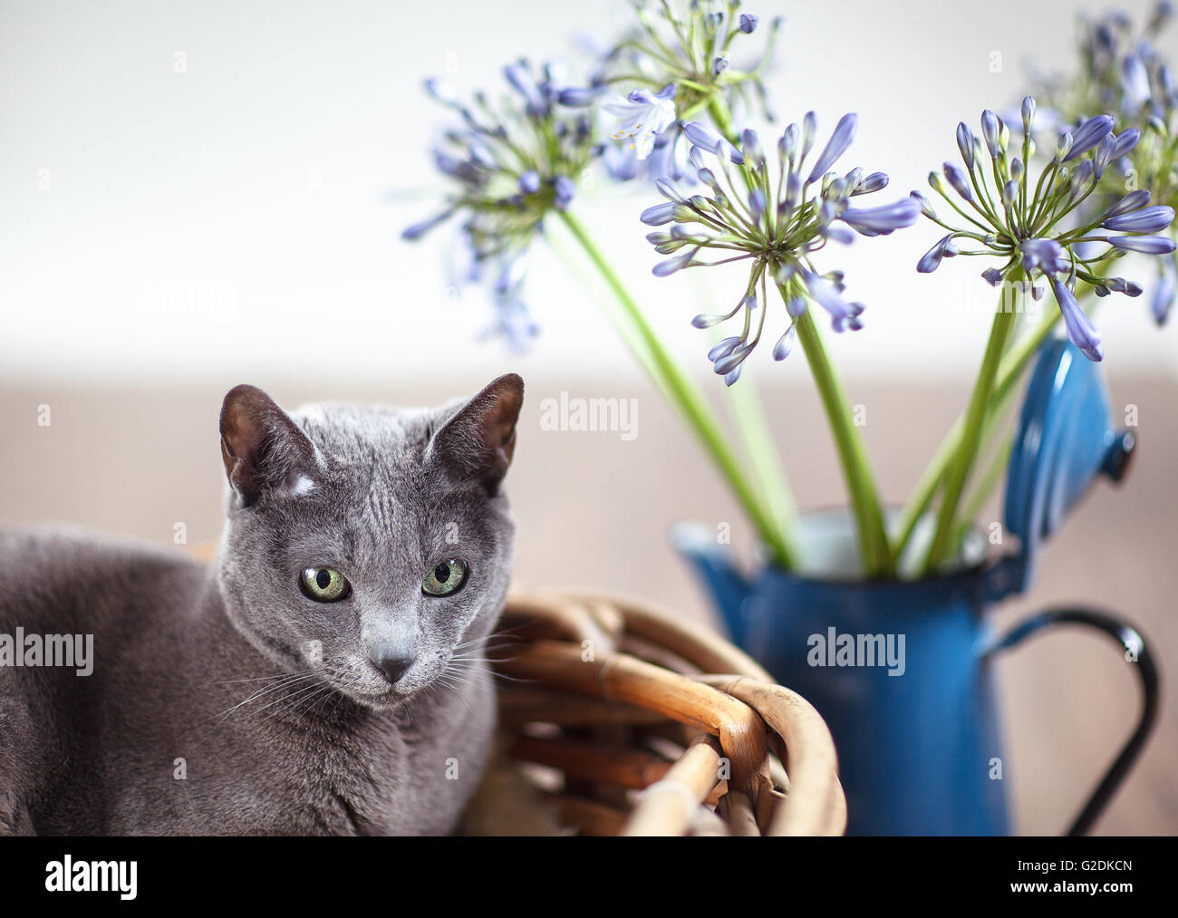 Russisch Blau Rassekatze entspannt in Weidenkorb mit Blumen Stock Photo