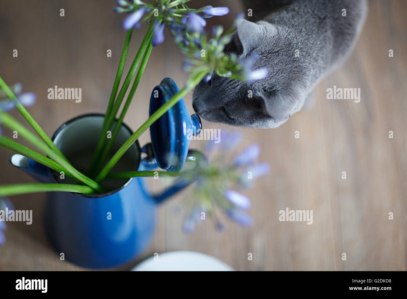 Neugierige Katze inspiziert Blumen in Kanne Stock Photo