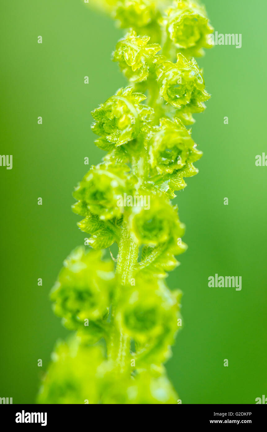 Freshness of water drops on green fern leaves after rain Stock Photo