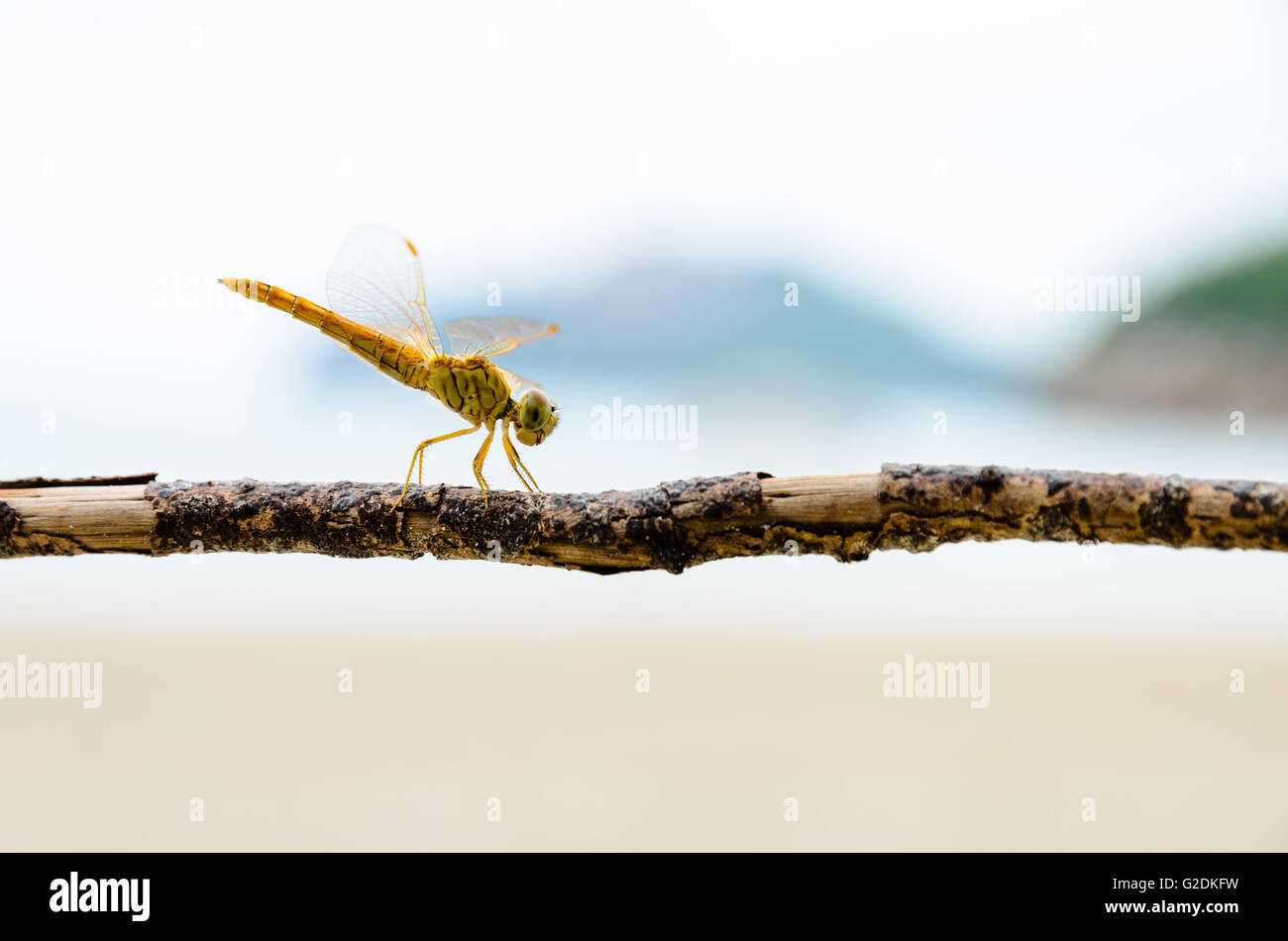 Pantala Flavescens, Globe Skimmer or Wandering Glider, Yellow dragonfly perched on a branch at the beach Stock Photo
