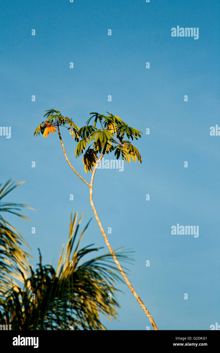Palm tree. Amazon. Peru Stock Photo Alamy
