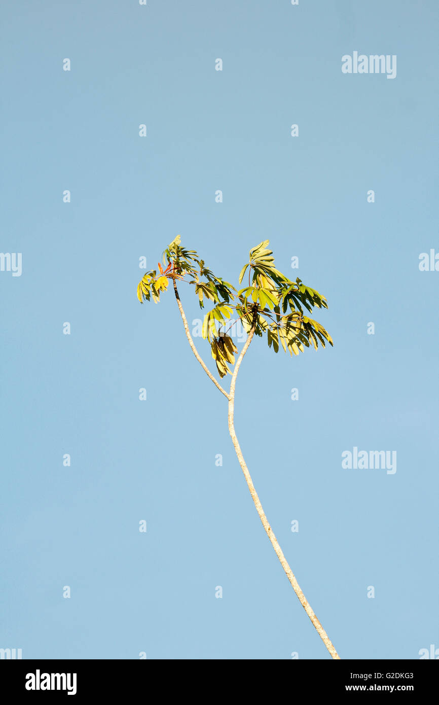 Palm tree. Amazon. Peru Stock Photo Alamy
