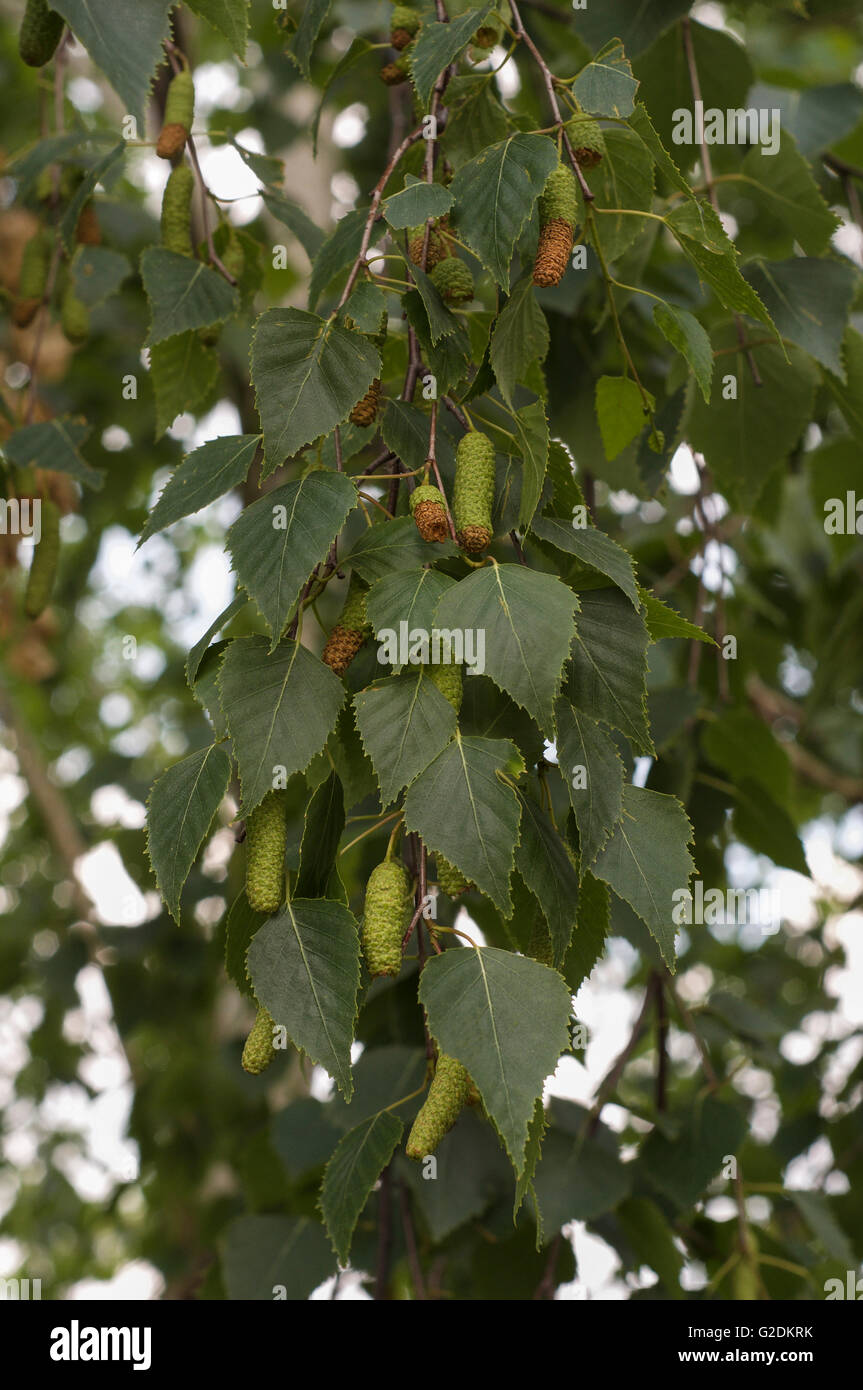 Birch branch with green buds in spring, close-up Stock Photo