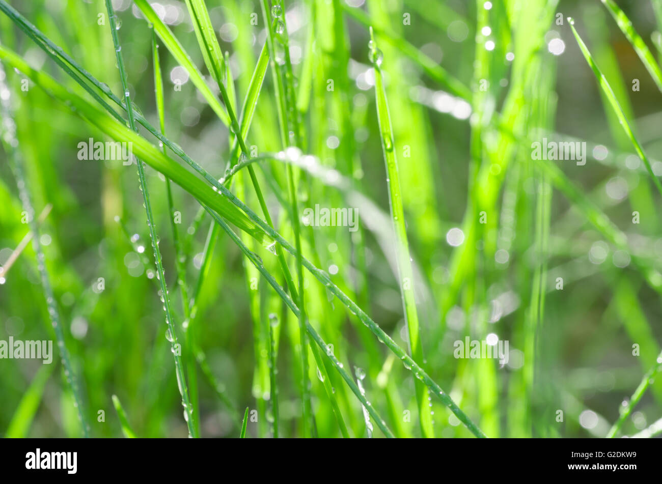 macro of fresh grass with water drops Stock Photo - Alamy