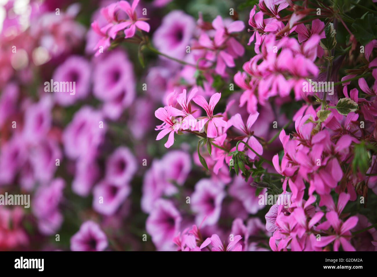 Nahaufnahme von Geranien mit Petunien um Hintergrund Stock Photo