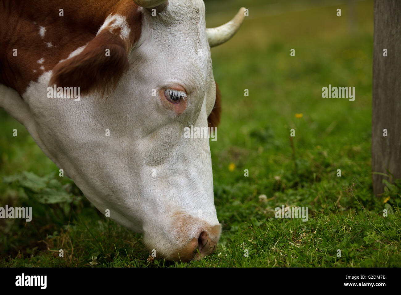 Milk Cows in the Austrian Alps on the Mountain Pasture Stock Photo - Alamy