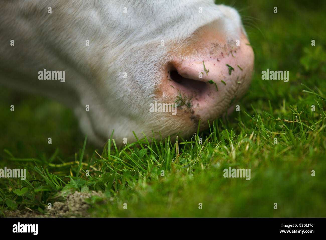 Milk Cows in the Austrian Alps on the Mountain Pasture Stock Photo - Alamy
