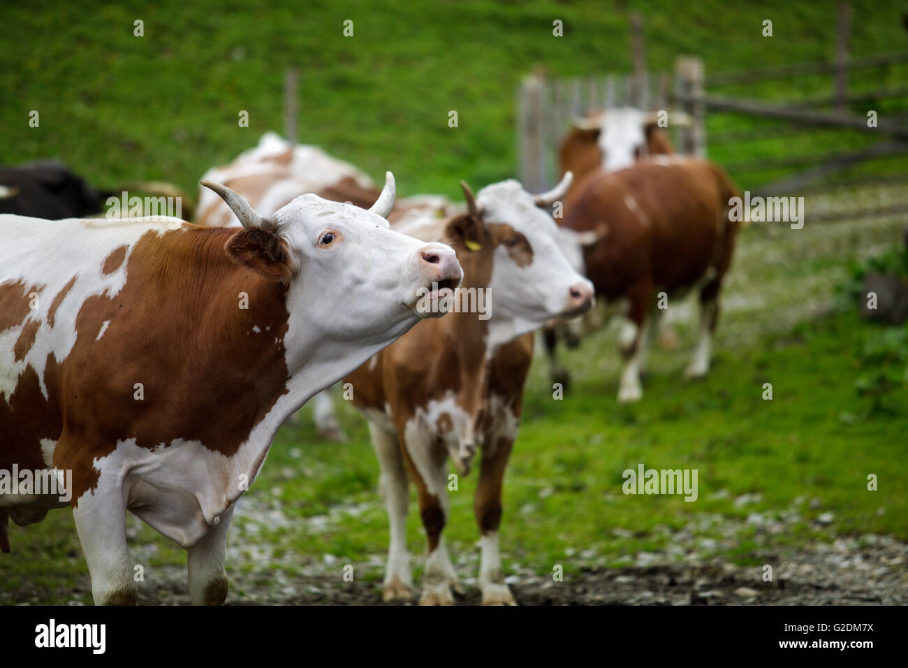 Milk Cows in the Austrian Alps on the Mountain Pasture Stock Photo - Alamy