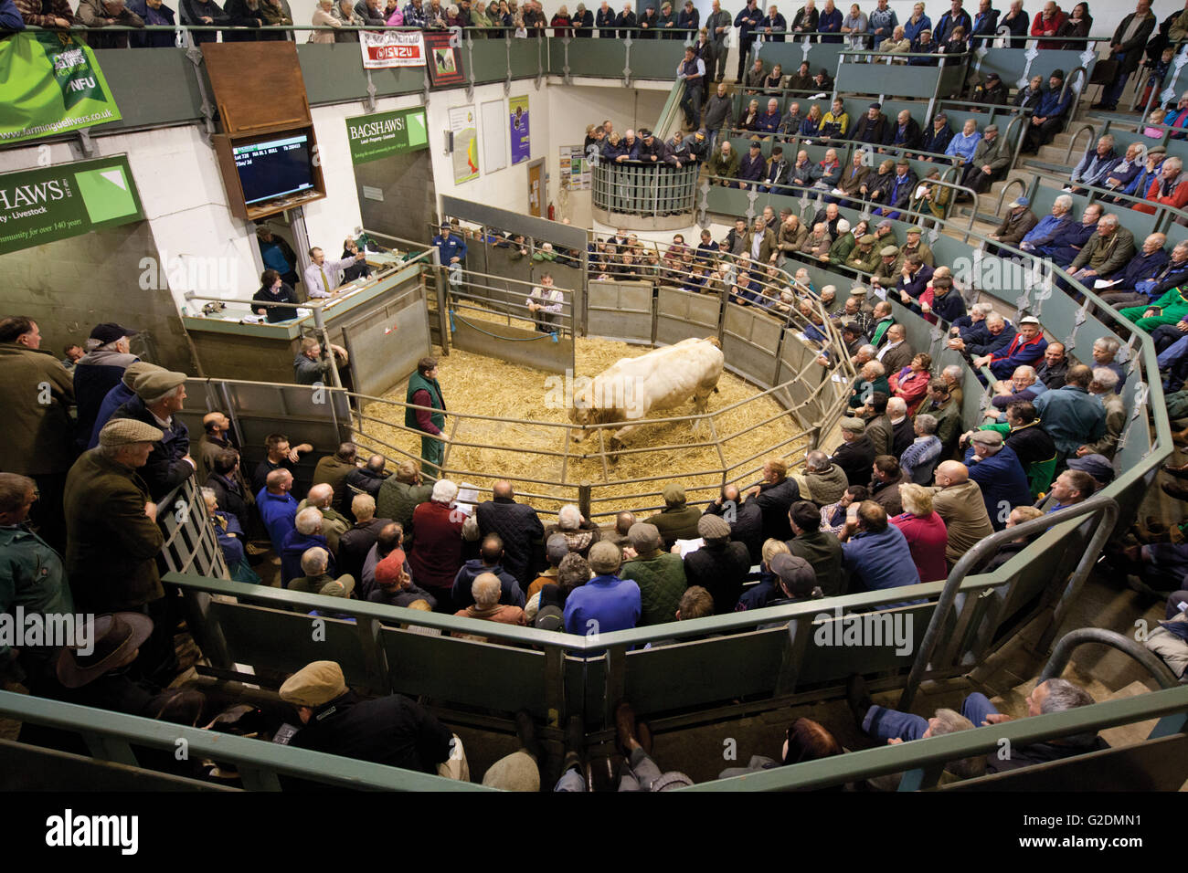 Livestock Market - Bakewell Derbyshire Stock Photo