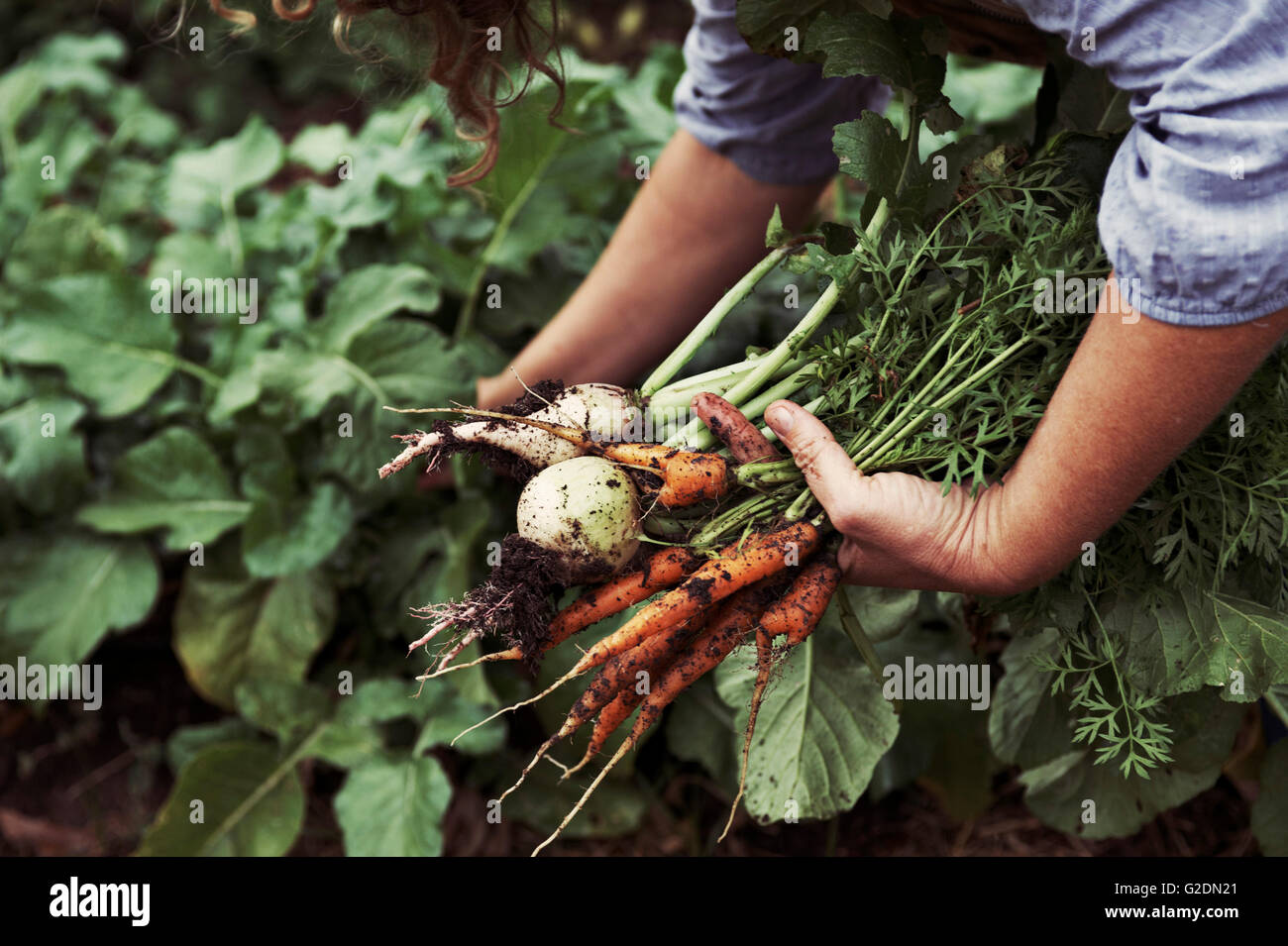 Woman Gathering Fresh Carrots and Beets from Garden Stock Photo