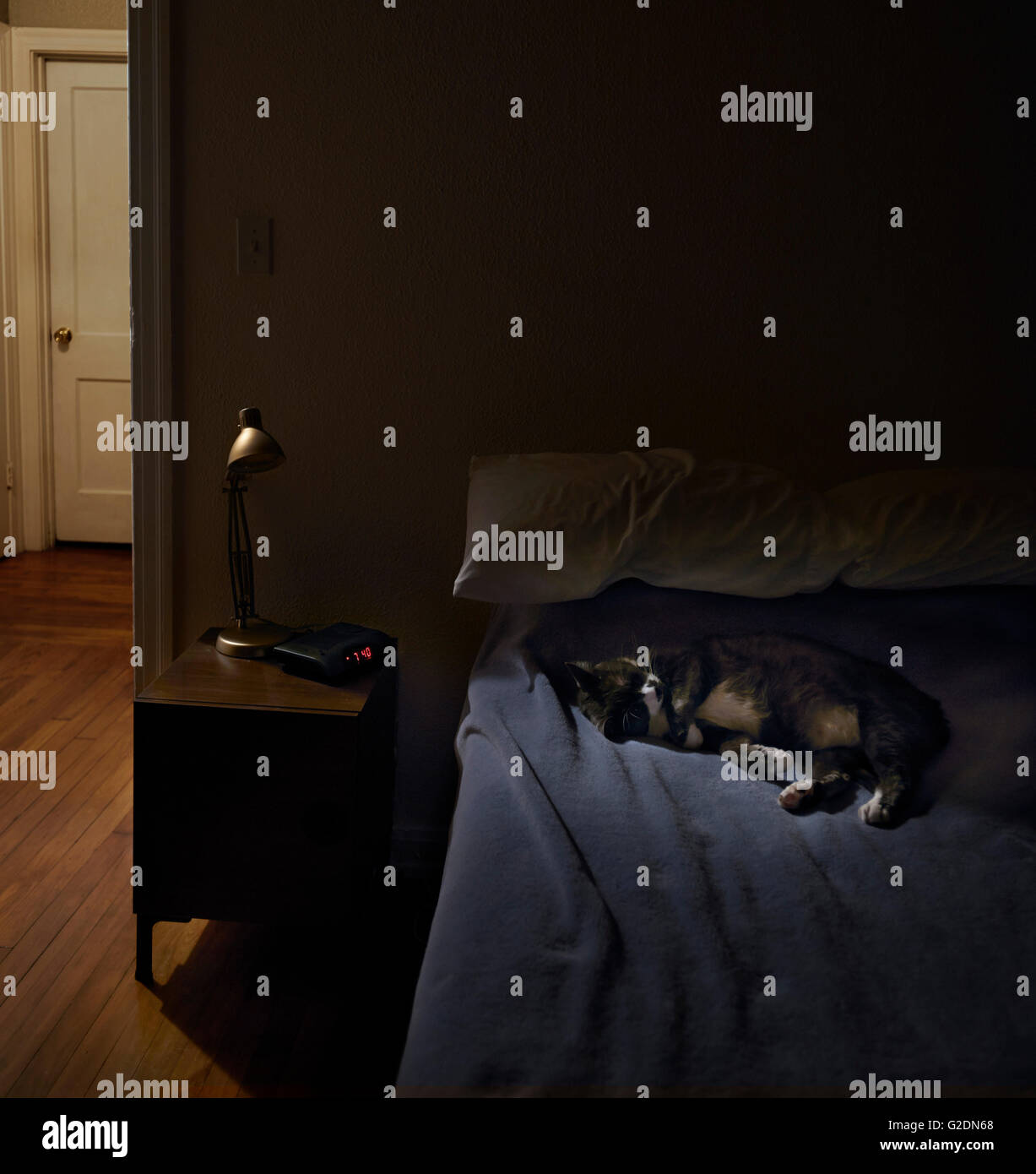 Cat sleeping bed hires stock photography and images Alamy